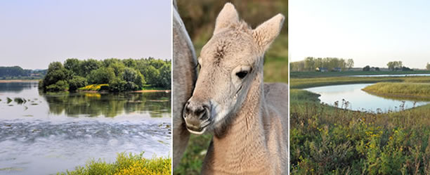 Limburgs Landschap vzw